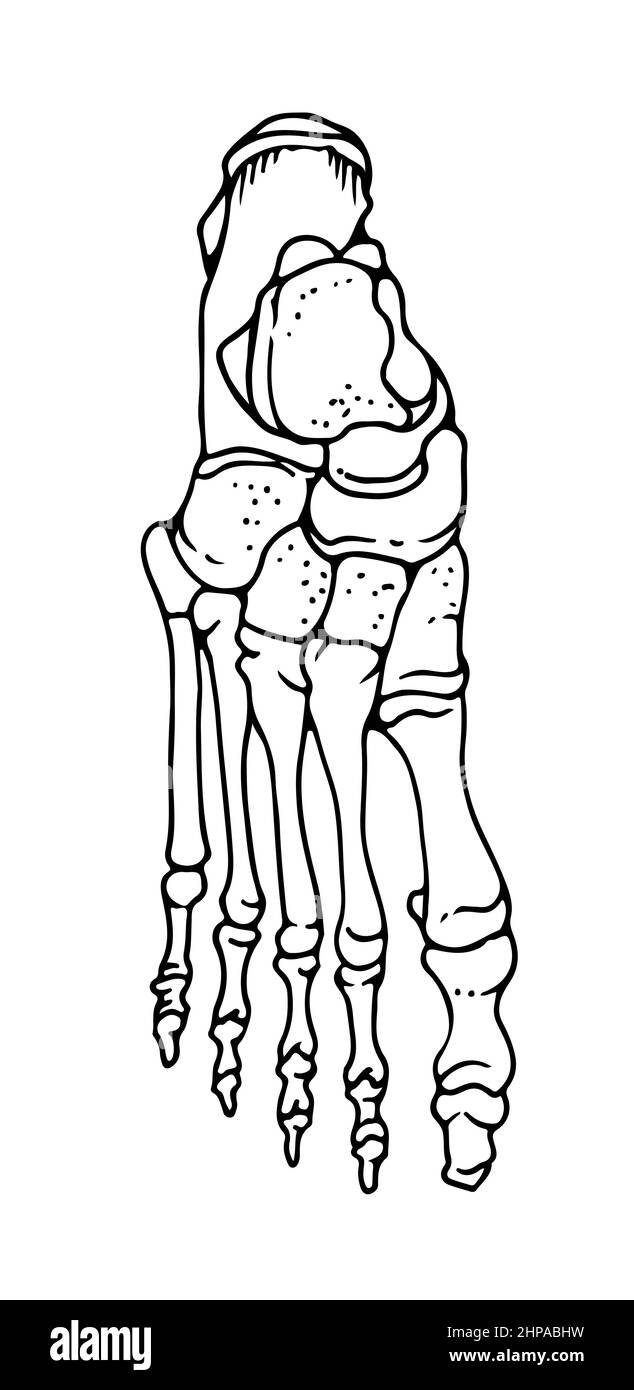 Knochen des menschlichen Fußes, handgezeichnete Vektorgrafik isoliert auf weißem Hintergrund, orthopädische Medizin Anatomie Skizze Stock Vektor