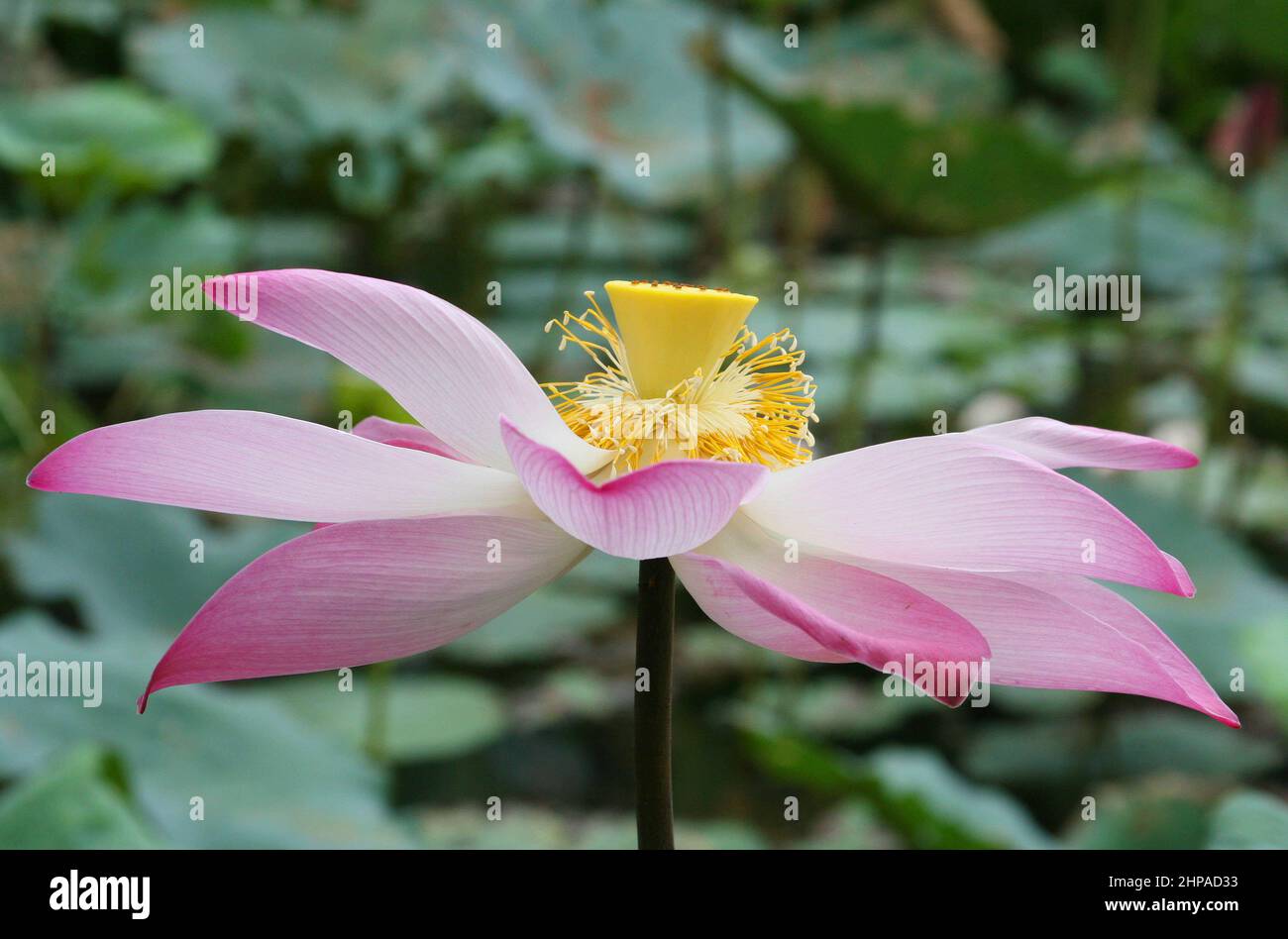 Eine exquisite rosa Lotusblume (nelumbo nucifera) in voller Blüte. Stockfoto