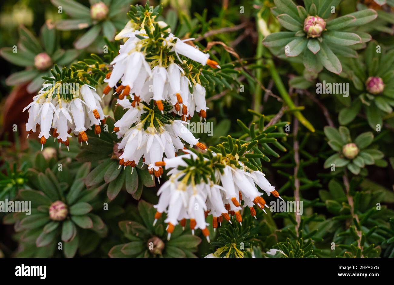 Erica carnea - Winterheide, weiße Heide Nahaufnahme. Stockfoto