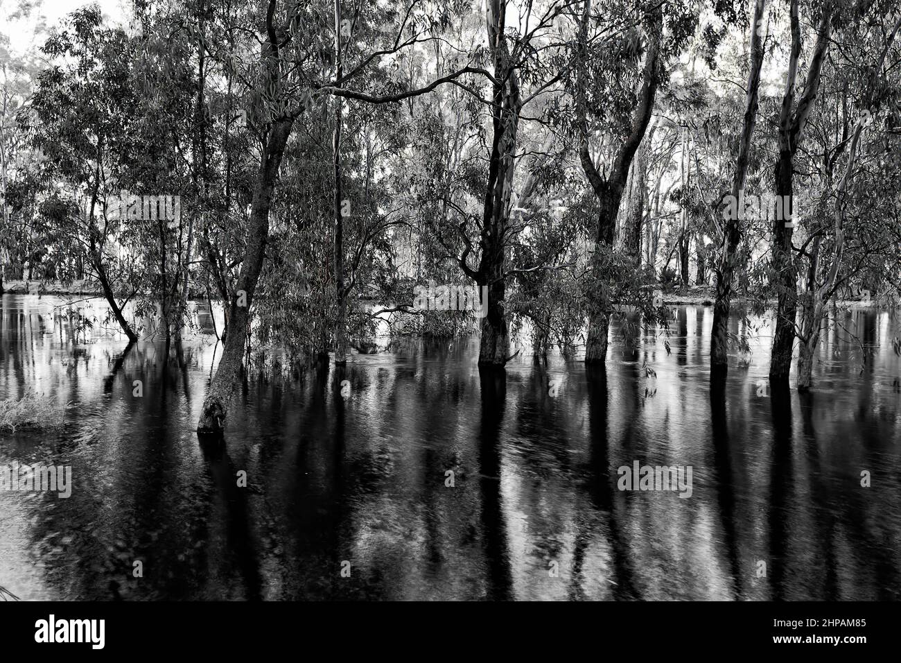 Moody Greyscale überflutete Stämme von Gummibäumen am Murrumbidgee River im Outback Australia bei Sonnenaufgang. Stockfoto