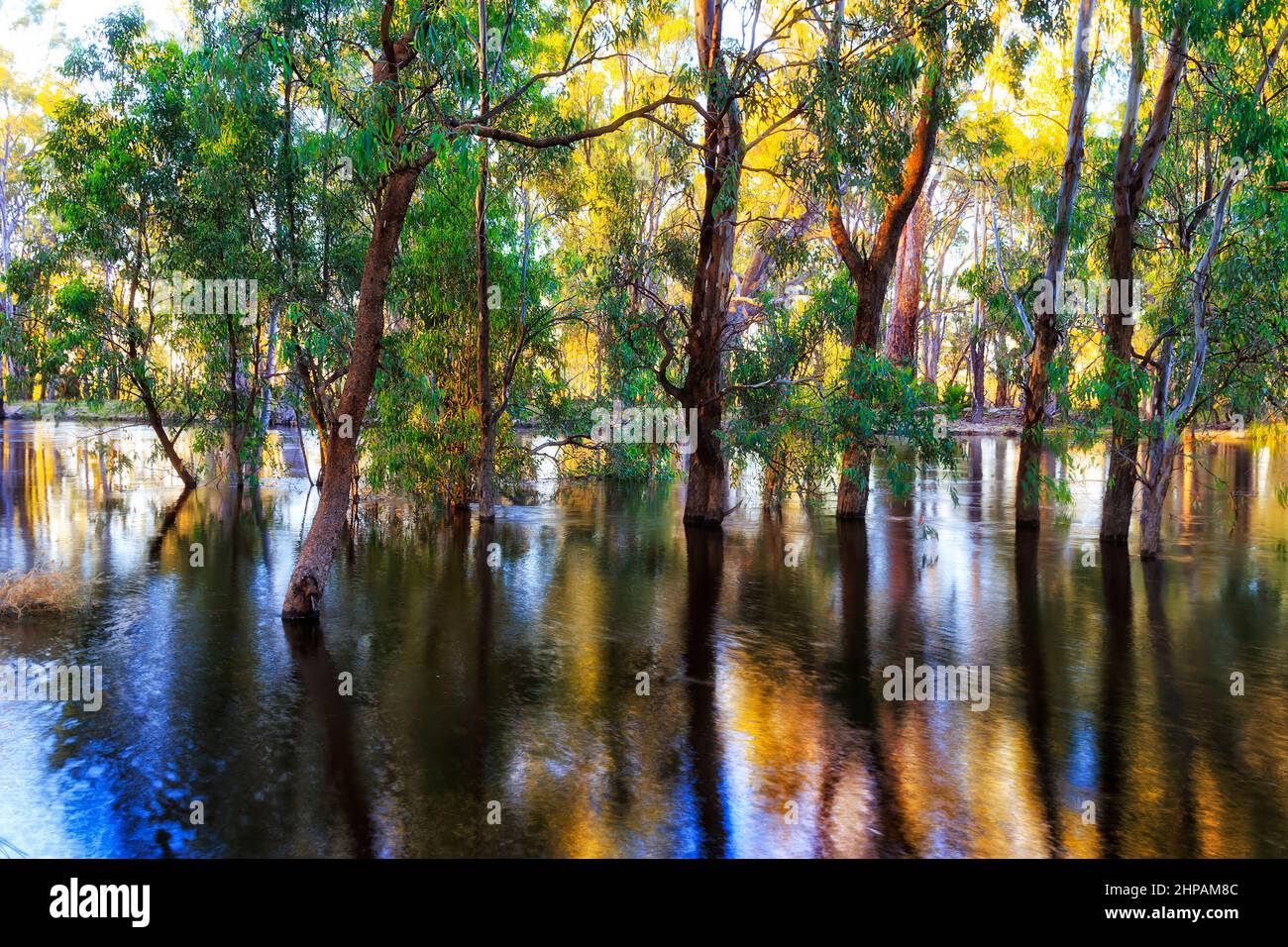 Überflutete Stämme von Gummibäumen am Murrumbidgee River im Outback Australien bei Sonnenaufgang. Stockfoto