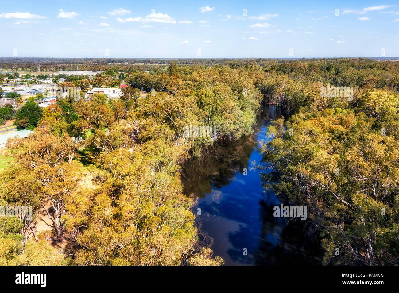 Gumtrees am Ufer des Murrumbidgee Flusses um die Stadt Balranald im australischen Outback. Stockfoto