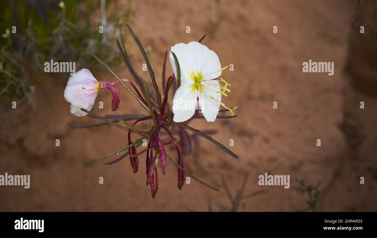 Nahaufnahme von Oenothera pallida, die auf einem Feld mit verschwommenem Hintergrund wächst Stockfoto