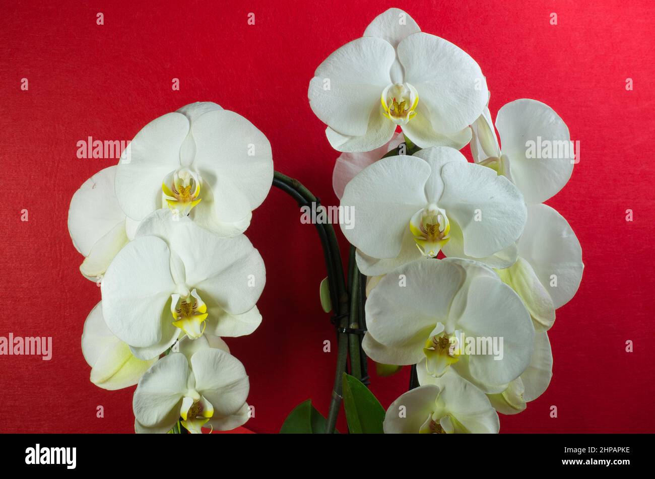 Weiße Orchidee auf rotem Hintergrund. Eine Blume für Hochzeiten, romantische Geschenke Stockfoto