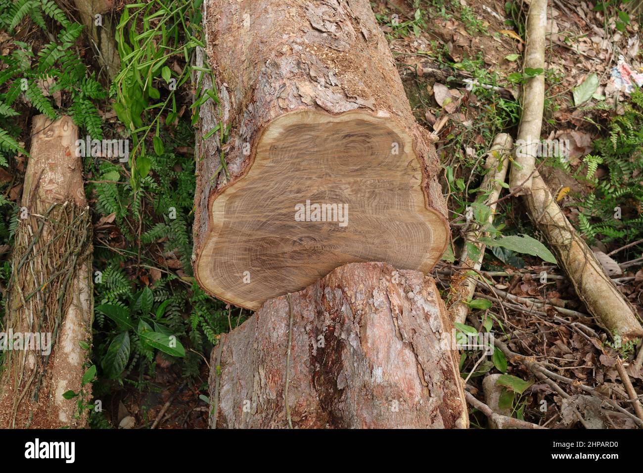 Ein Pericopsis Mooniana Holzstamm, der in zwei Teile geschnitten wurde und den Querschnitt eines Teils freilegt Stockfoto