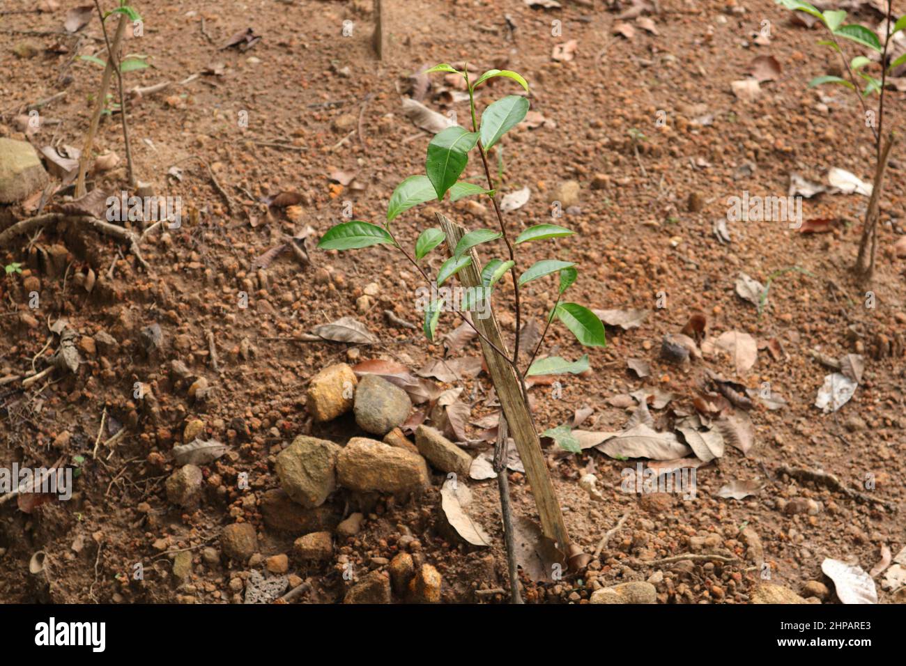 Neu gepflanzte junge Teepflanze mit Stützstämmen in einer Sri Lanka Low Country Teeplantage Stockfoto