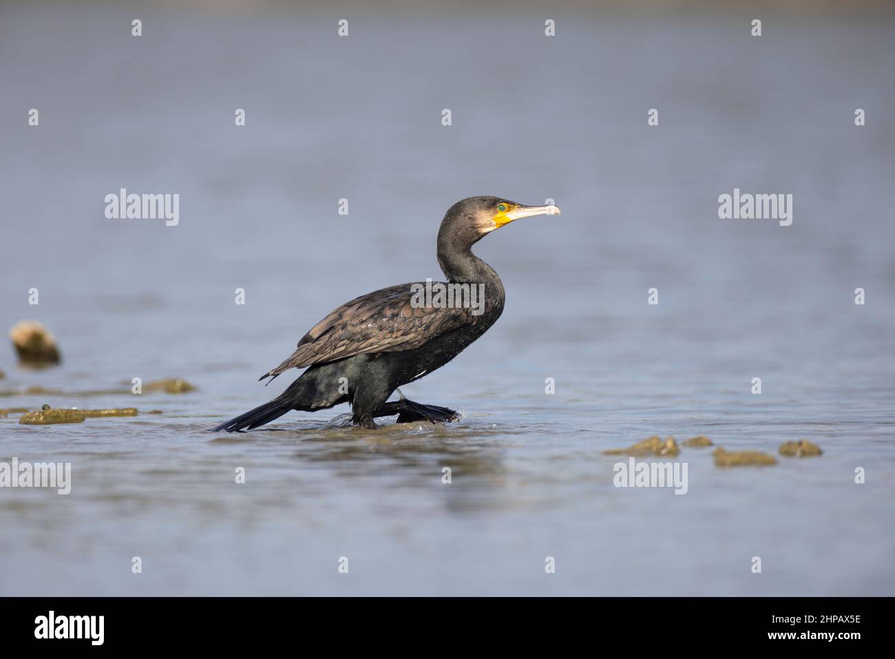 Ein großer Kormoran im Wasser Stockfoto
