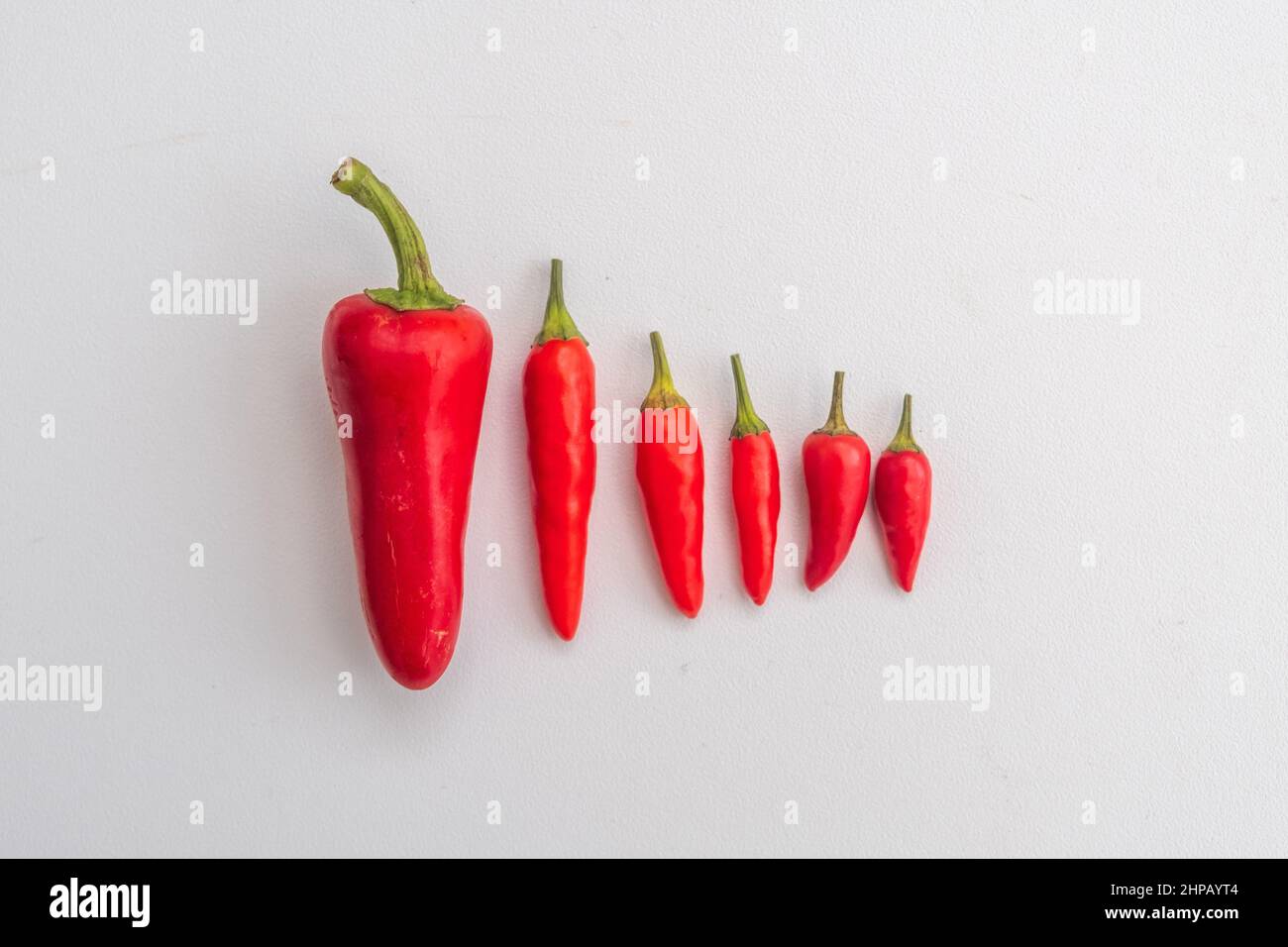Rote Chilis auf weißem Hintergrund. Chilischoten sind auch als chile, chilischote, Chilischote oder Chili bekannt. Der botanische Name ist Capsicum. Stockfoto