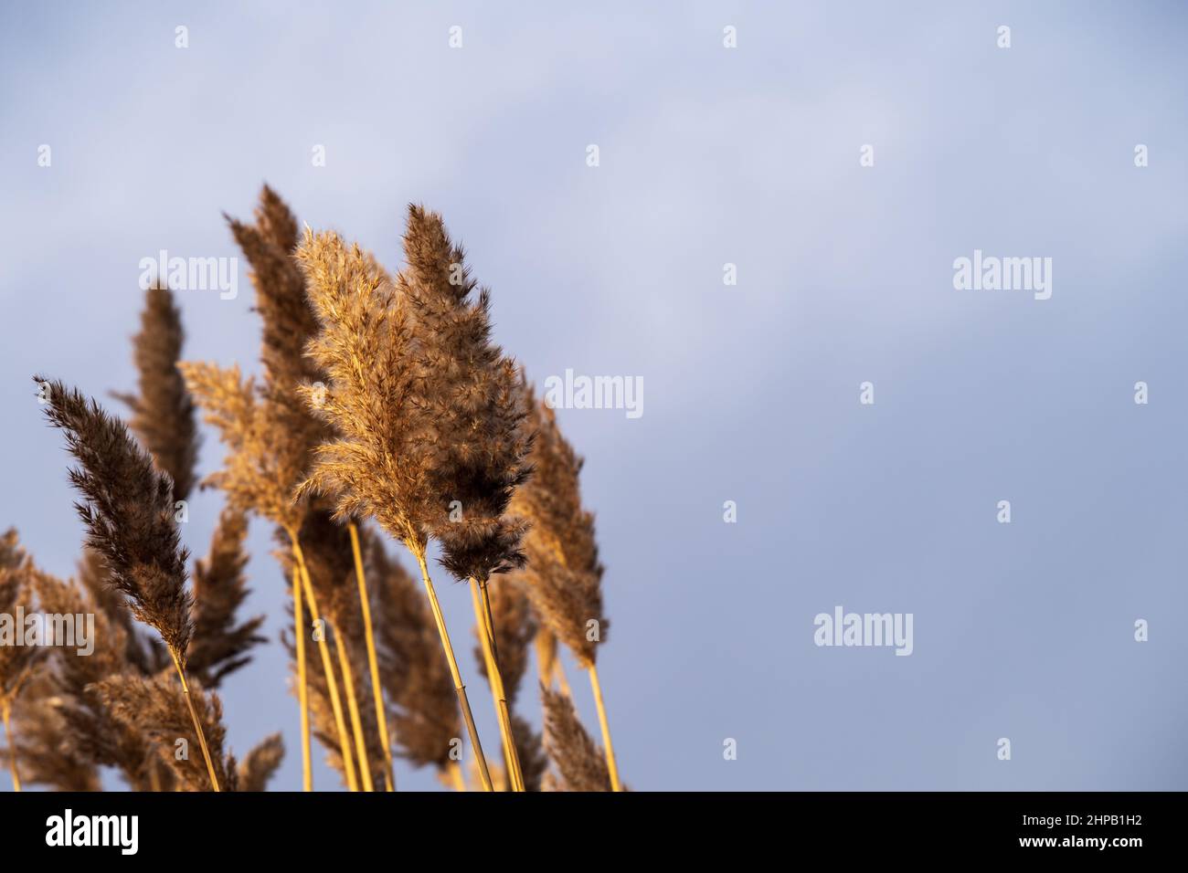 schilf im Wind gegen blaugrau bewölkten Himmel Stockfoto