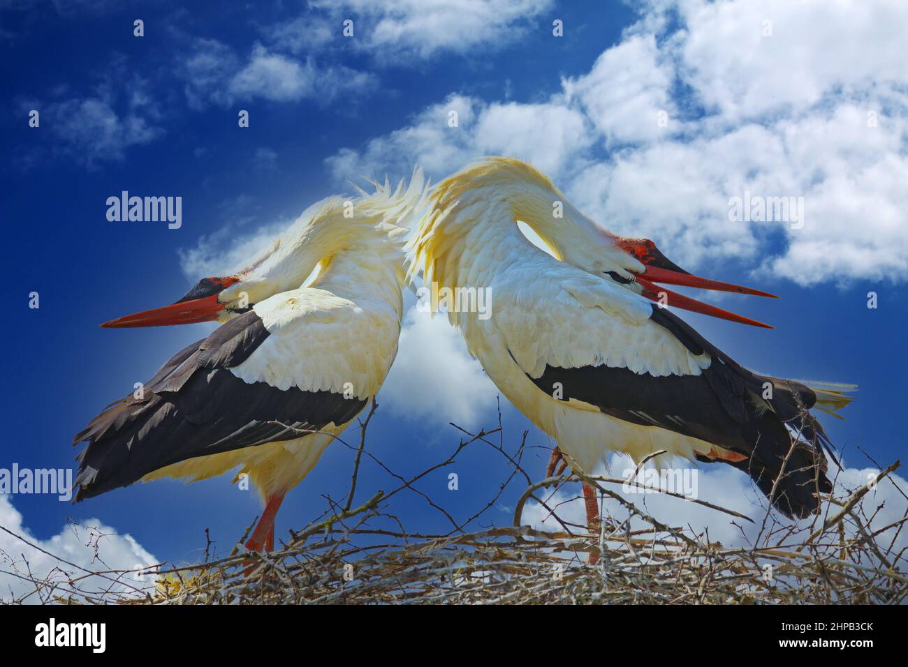 Nahaufnahme eines isolierten Paares, das weiße Störche im Nest paart, mit nach hinten gekippten Köpfen gegen den blauen Himmel mit Kumuluswolken Stockfoto