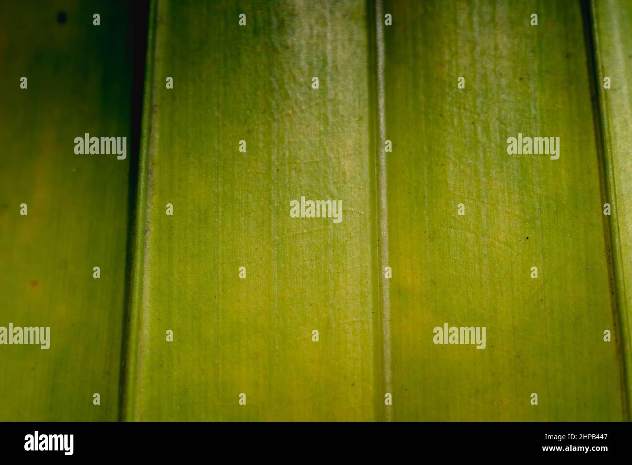 Makroaufnahme Abstrakt echte Schönheit Natur Hintergrund. Frische tropische Pflanze Blatt Oberfläche Textur Struktur Detail vertikale Vene Linie Streifen einfach Stockfoto