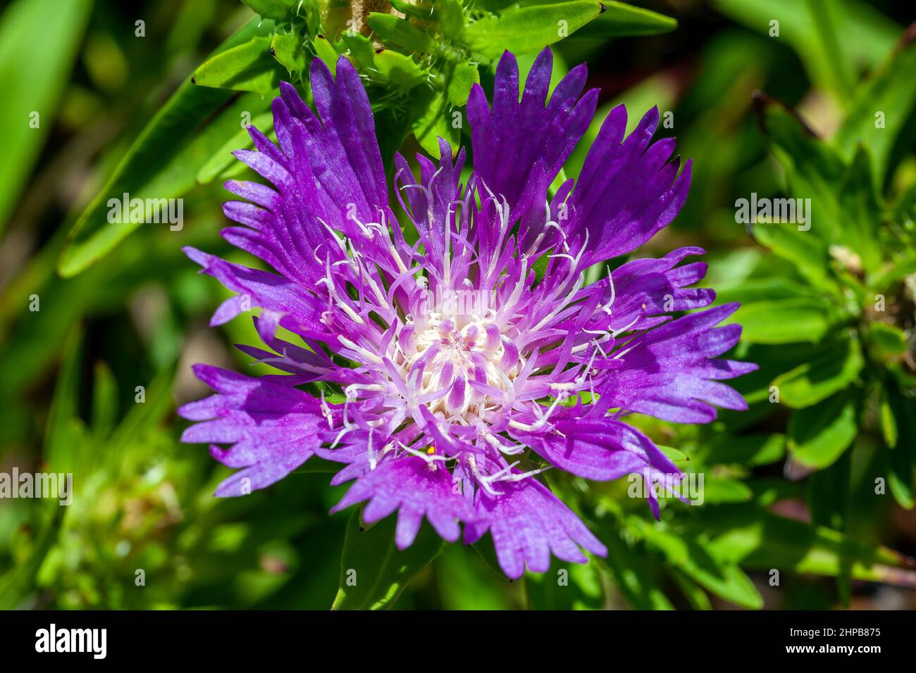 Stokesia laevis 'Purple Parasols' eine im Herbst blühende Pflanze mit einer violetten Sommerblume, die allgemein als Stoke's Aster bekannt ist, Stock Photo im Stockfoto