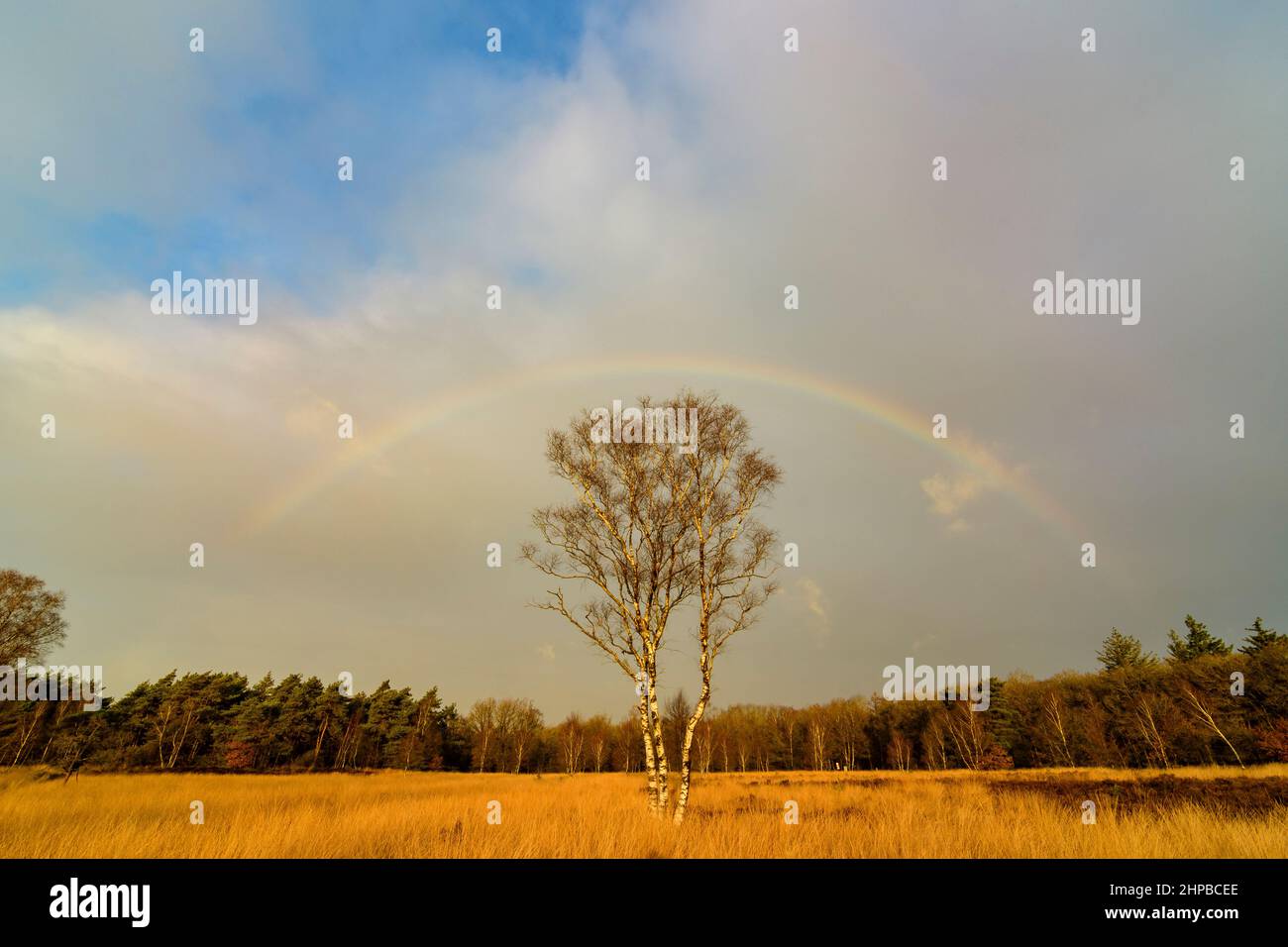 Regenbogen über einem Feld mit einer Birke in der Mitte Stockfoto
