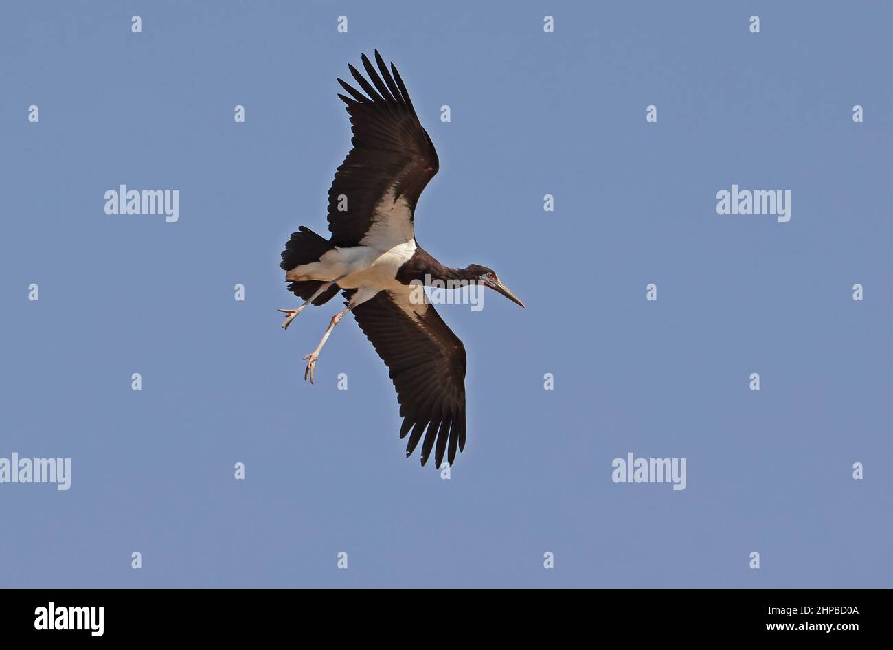 Abdim's Stork (Ciconia abdimii) ist auf dem Flug erwachsen, kurz vor der Landung im Oman Dezember Stockfoto