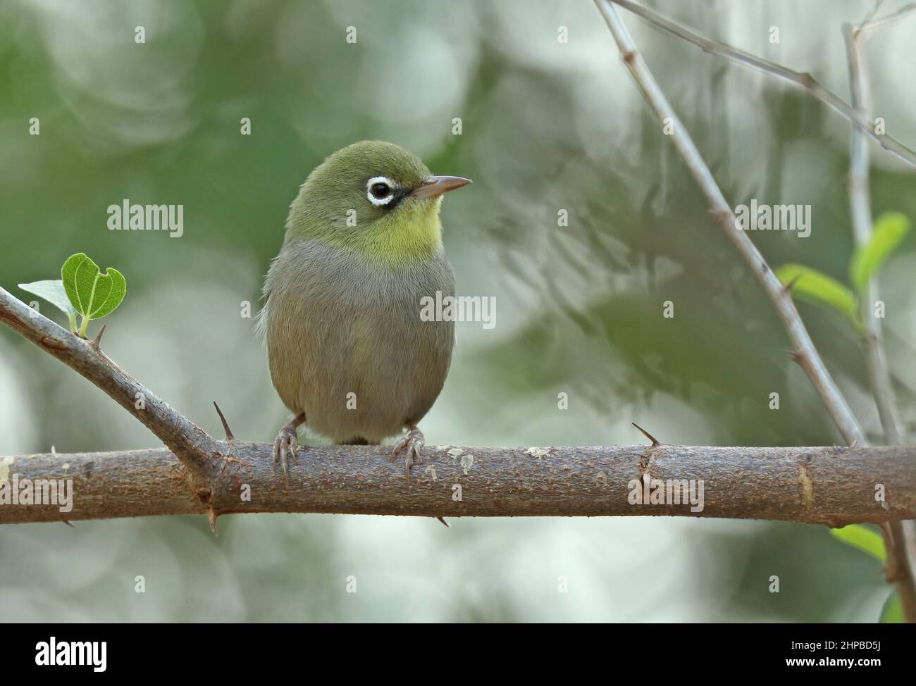 Abessinischer Weißauge (Zosterops abyssinicus arabs) Erwachsener auf dem Ast Oman Dezember Stockfoto