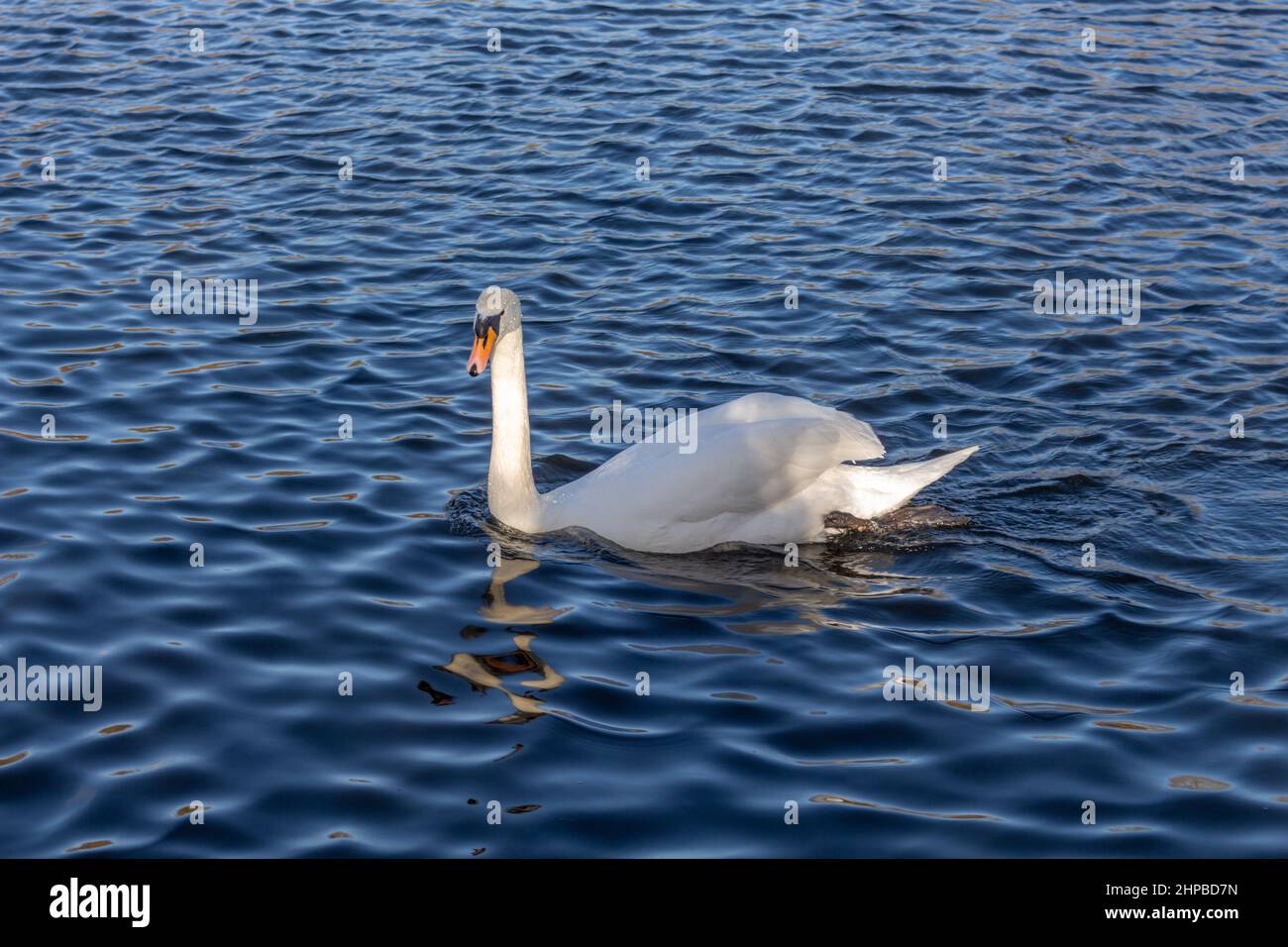 Weißer Schwan in Rotes Valle, Stockport, Khetan, Großbritannien. Stockfoto