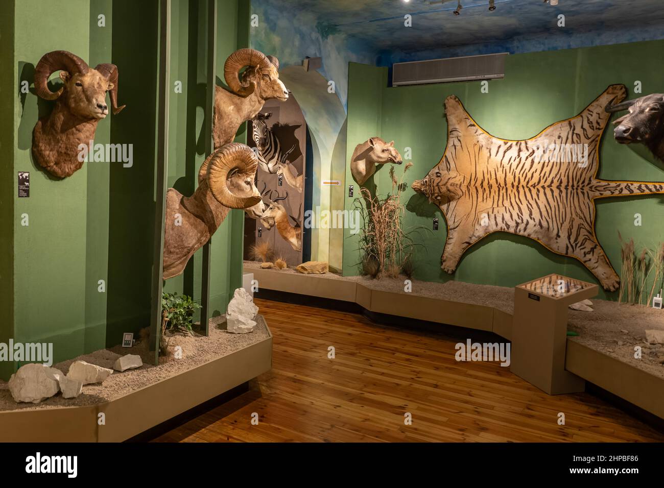 Exotische Jagdtrophäen-Sammlung im Jagd- und Reitmuseum im Royal Lazienki Park in Warschau, Polen. Stockfoto