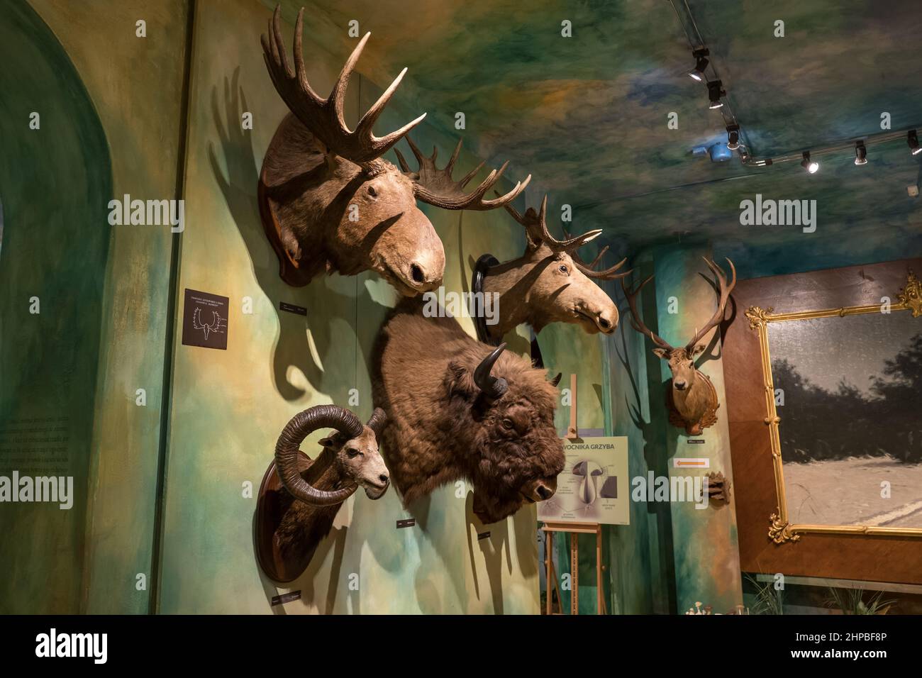 Sammlung von Tieren, die im Wald leben, Ausstellung im Jagd- und Reitmuseum im Royal Lazienki Park in Warschau, Polen. Stockfoto