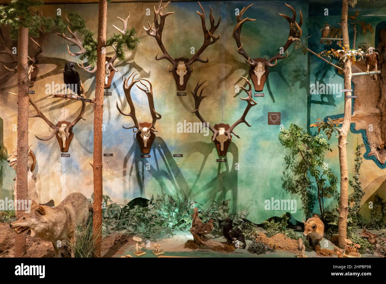 Geweihsammlung von Tieren, die im Wald leben, Ausstellung im Jagd- und Reitmuseum im Royal Lazienki Park in Warschau, Polen. Stockfoto