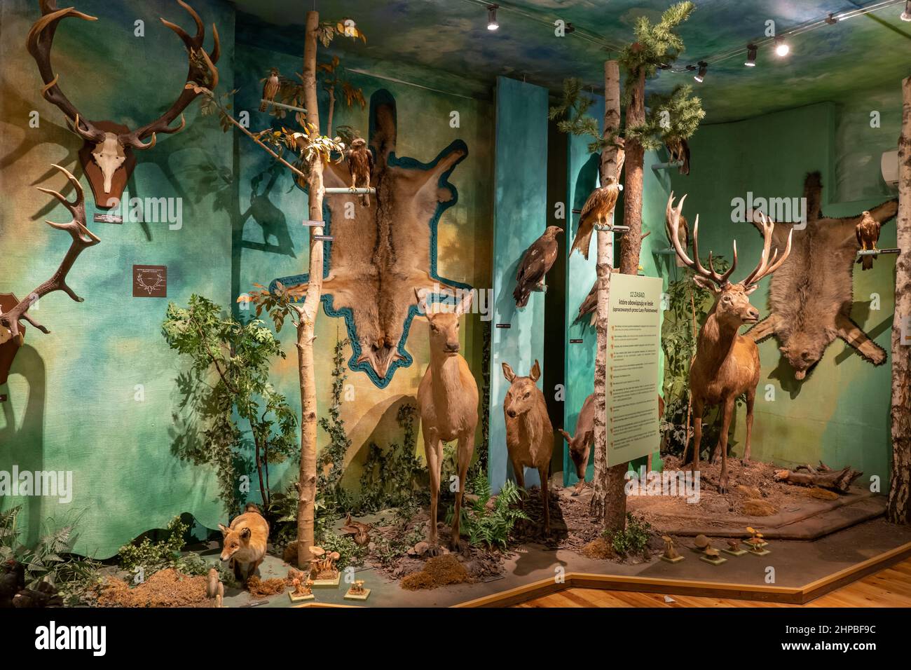 Sammlung von Säugetieren und Vögeln, die im Wald leben, Ausstellung im Jagd- und Reitmuseum im Royal Lazienki Park in Warschau, Polen. Stockfoto