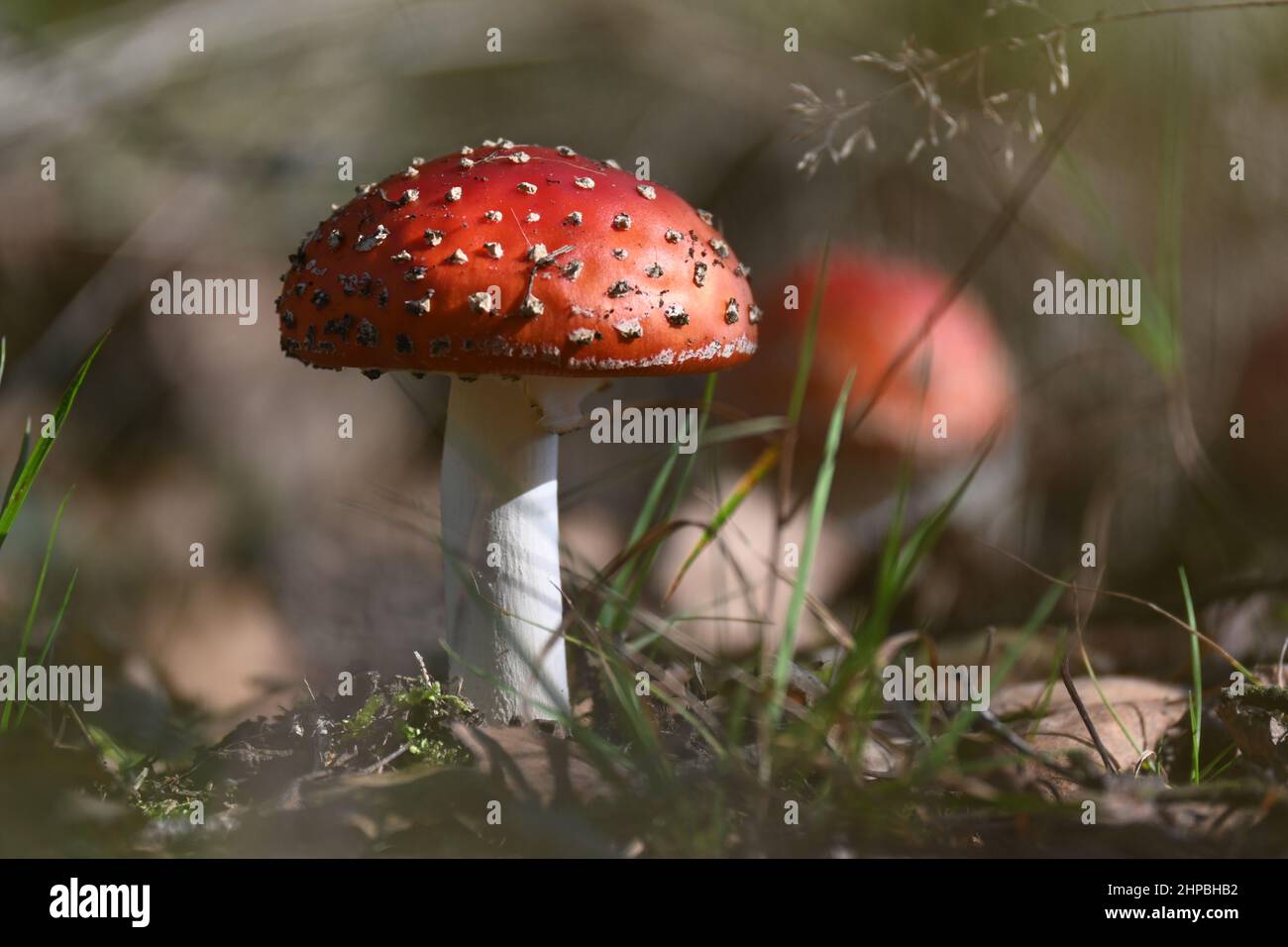 Fliegen Sie agarisch auf dem Waldboden aus nächster Nähe Stockfoto