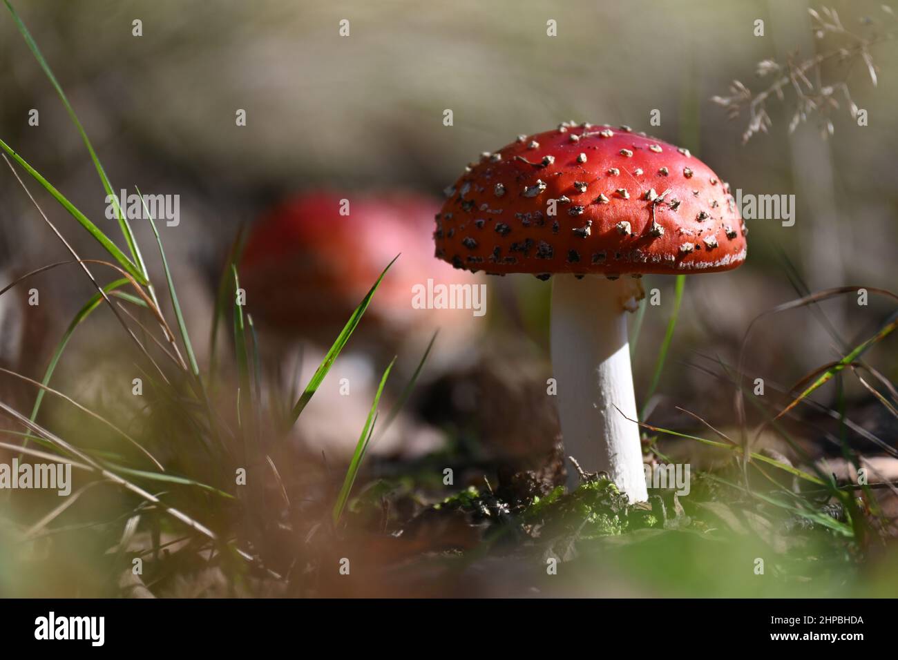 Fliegen Sie agarisch auf dem Waldboden aus nächster Nähe Stockfoto