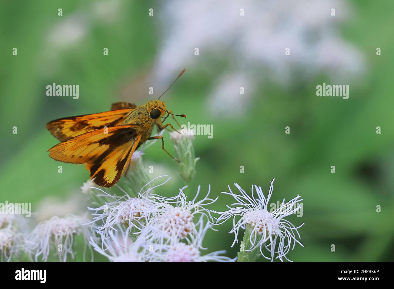 Telicota ancilla oder dunkler Palmpfeil-Schmetterling, der auf dem Blumenkopf sitzt Stockfoto