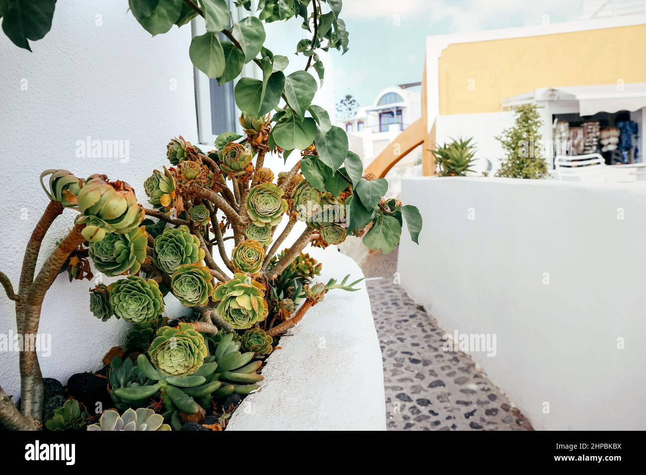 Grüne Sukkulenten im Blumenbeet auf Santorini, Griechenland Stockfoto