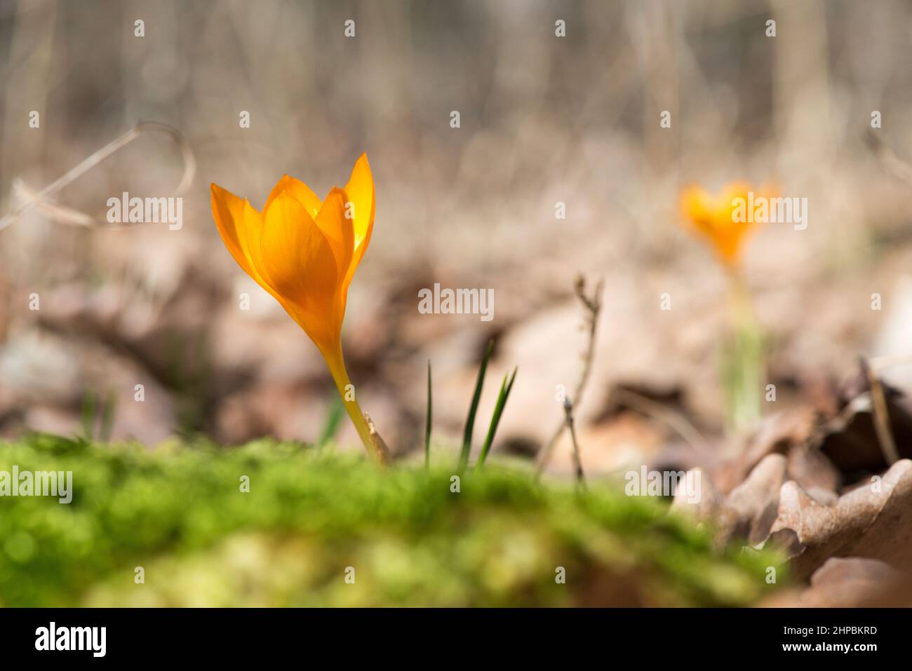 Crocus im Frühlingsgarten sprießen - Wahlfokus, Kopierraum Stockfoto