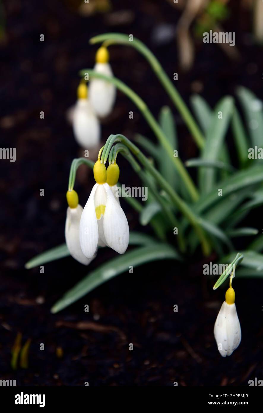 Galanthus x valentinei Dryad Gold Charme, gelbe Schneeglöckchen, gelbe Schneeglöckchen, Frühling, Blume, Blumen, Blüte, Garten, Gärten, Sammler Schneeglöckchen, Galantophi Stockfoto