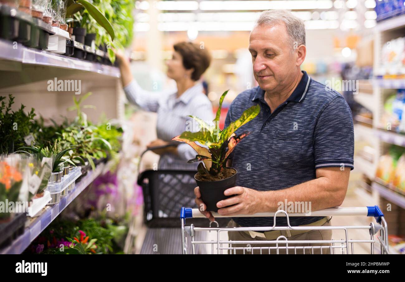 Reifer Mann erwägt Heimpflanze in botanischen Abschnitt des Supermarkts Stockfoto