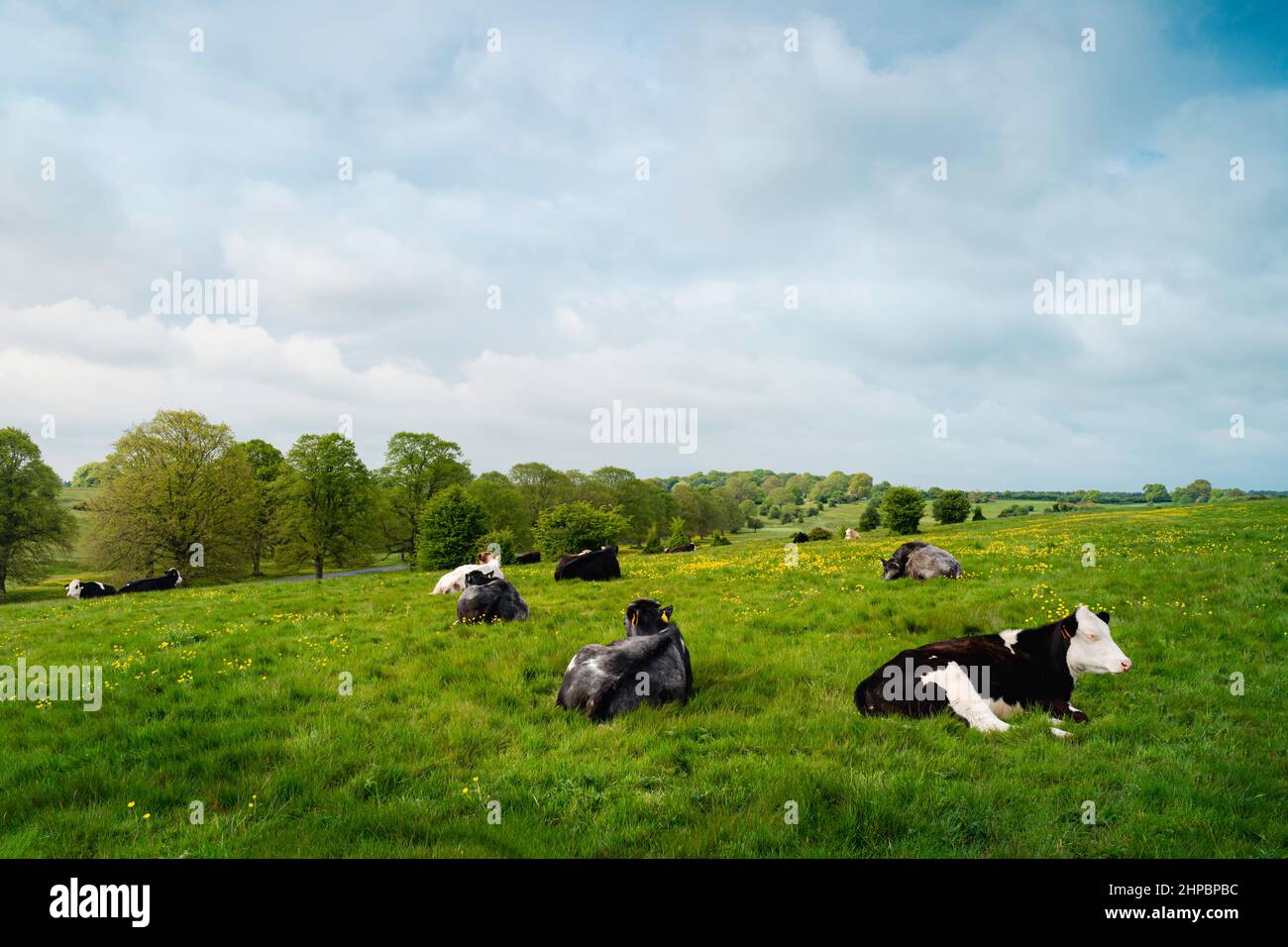 Kühe genießen an einem schönen Frühlingsmorgen auf der öffentlichen Parkanlage Westwood eine offene, üppige Weide mit wilden Butterblumen, die von Bäumen gesäumt werden. Stockfoto