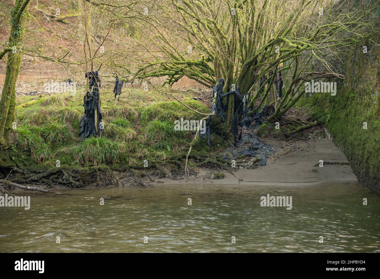 Plastikmüll aus der Landwirtschaft wurde auf den bäumen am ufer des flusses Cothin in der Nähe von Brechfa mitgenommen Stockfoto