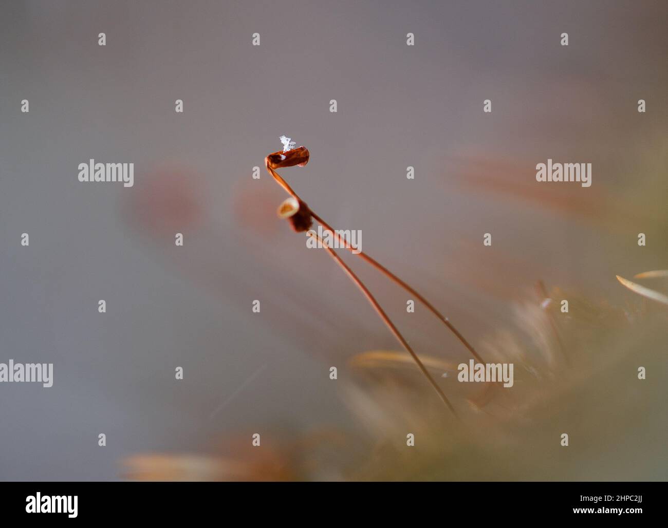 Nahaufnahme von neugeborenen Pflanzen unter Schnee Stockfoto