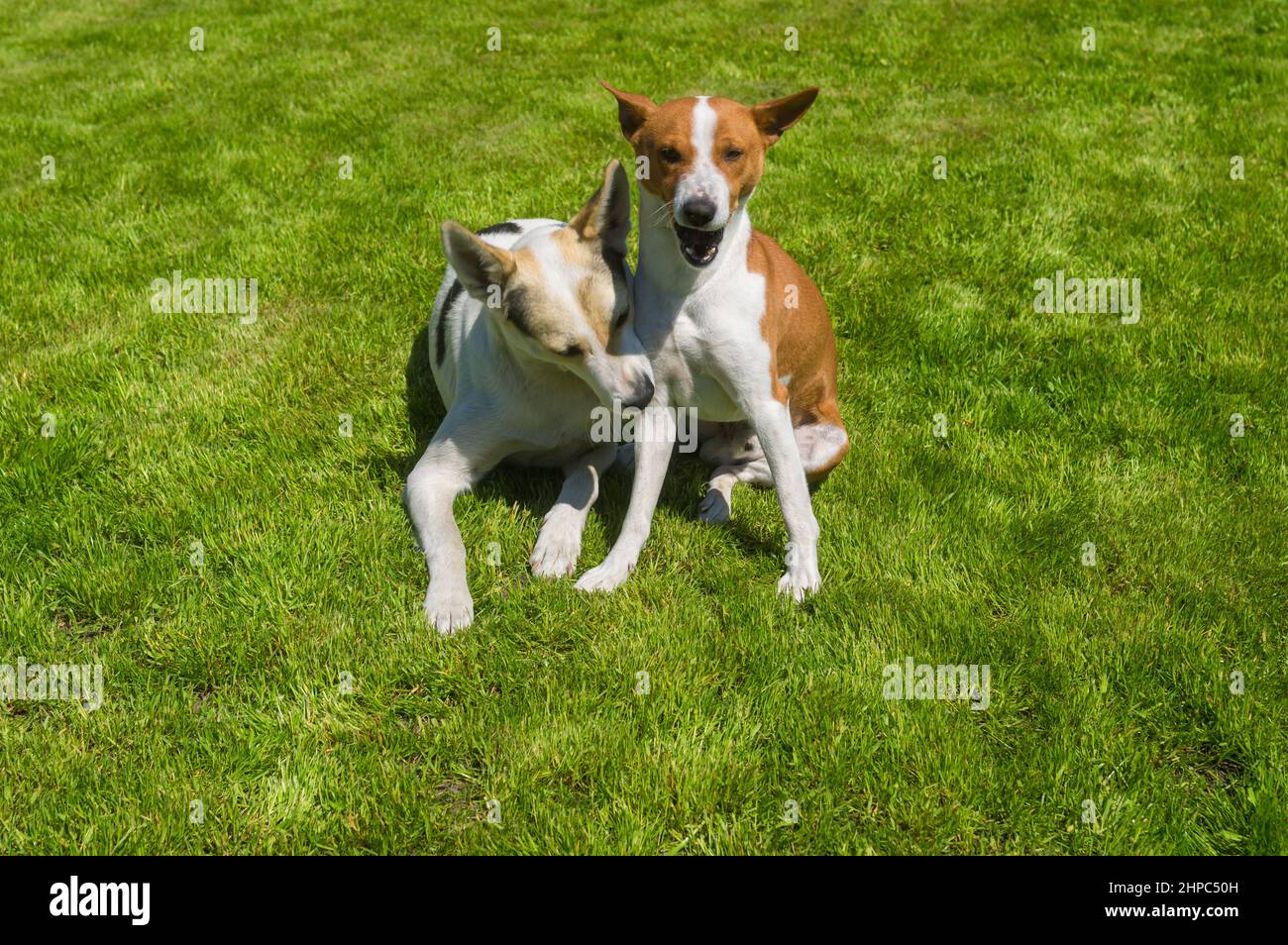 Der junge Mischlingshund beißt den basenji-Hund am rechten Bein, während er auf einem frischen Rasen sitzt Stockfoto