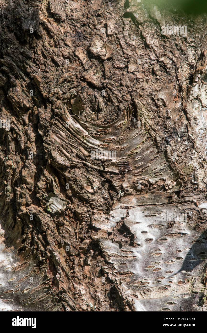 Die Rinde eines alten Baumes bricht mit schön aussehenden Formen ab Stockfoto