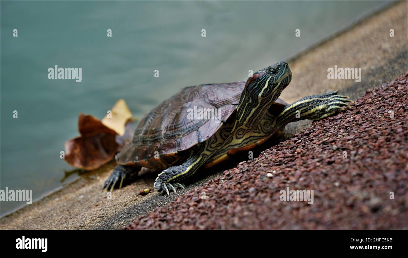 Gruppe von schönen Schildkröten Stockfoto