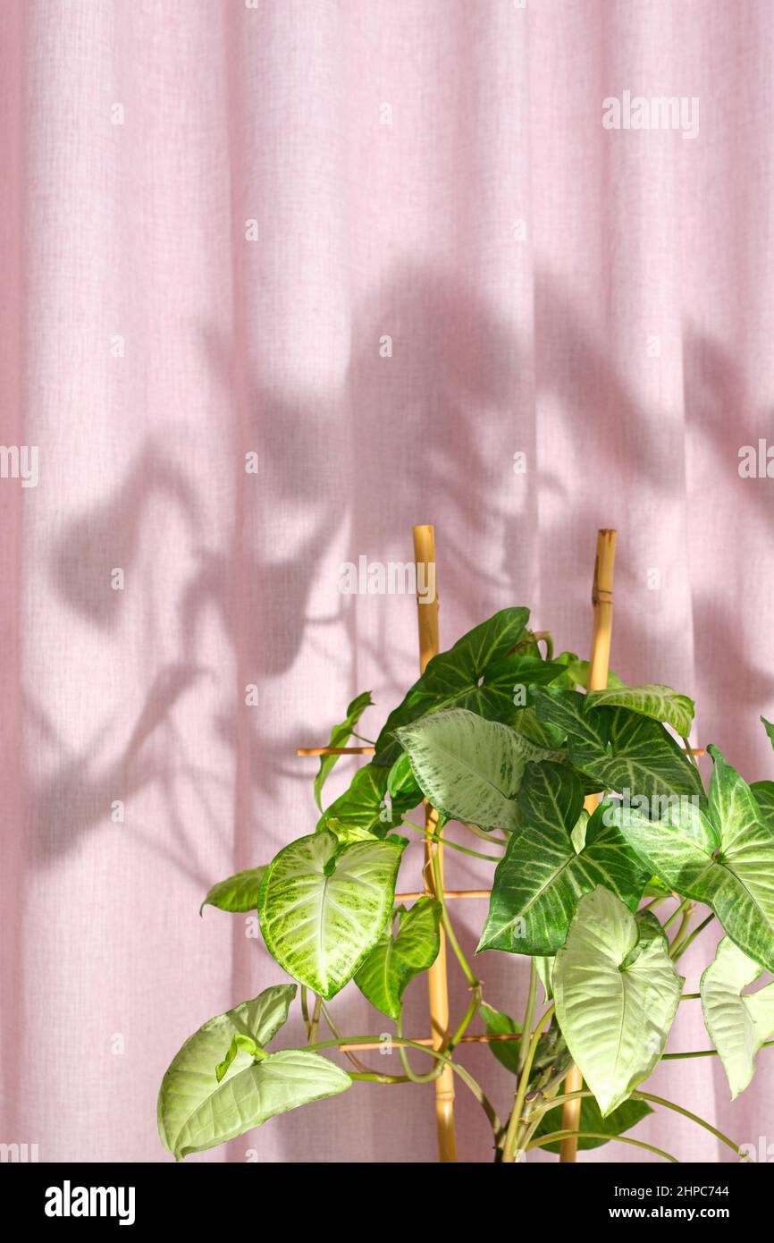 Nahaufnahme hellgrüne Blätter der Zimmerpflanze Syngonium podophyllum auf rosa strukturiertem Hintergrund, schöne Schatten. Luftreiniger. Einfachheit, klare Linien Stockfoto