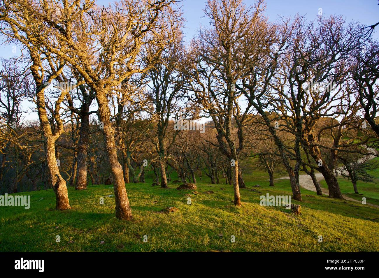 Regional Park SF Bay Area Stockfoto