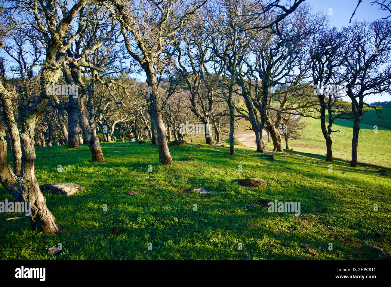 Regional Park SF Bay Area Stockfoto