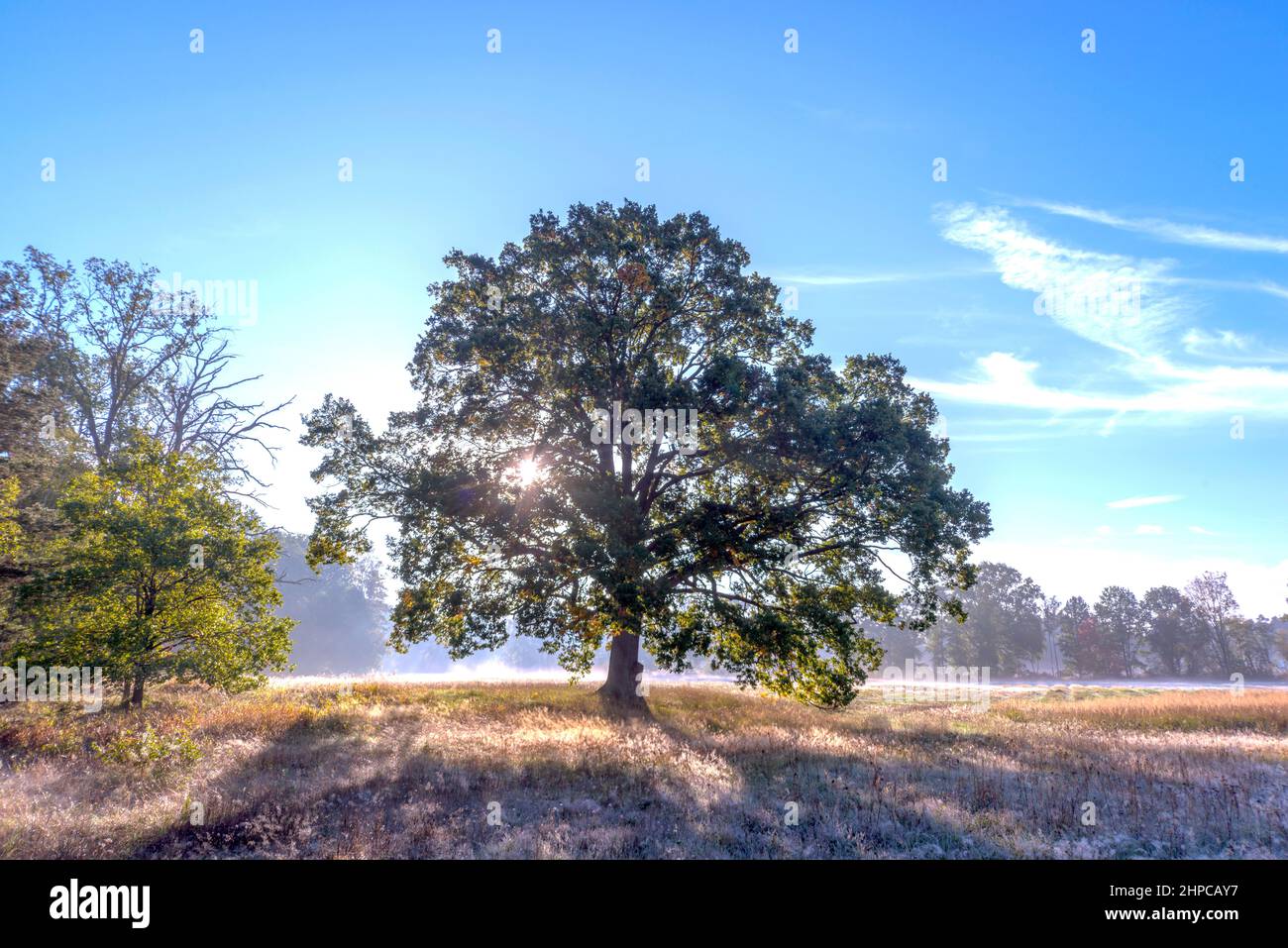 Eine große, hohe Eiche. Um mich herum ist eine Wiese mit Gras bewachsen, über der ein Nebel liegt. Die Strahlen der aufgehenden Sonne brechen zwischen den Zweigen Stockfoto