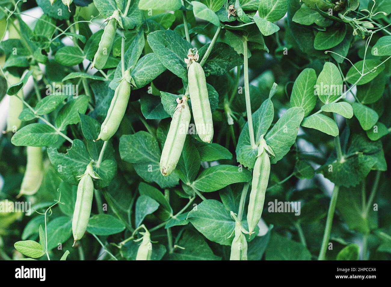 Grüne Erbsenschoten auf Pflanzen, die im Gemüsegarten wachsen Stockfoto