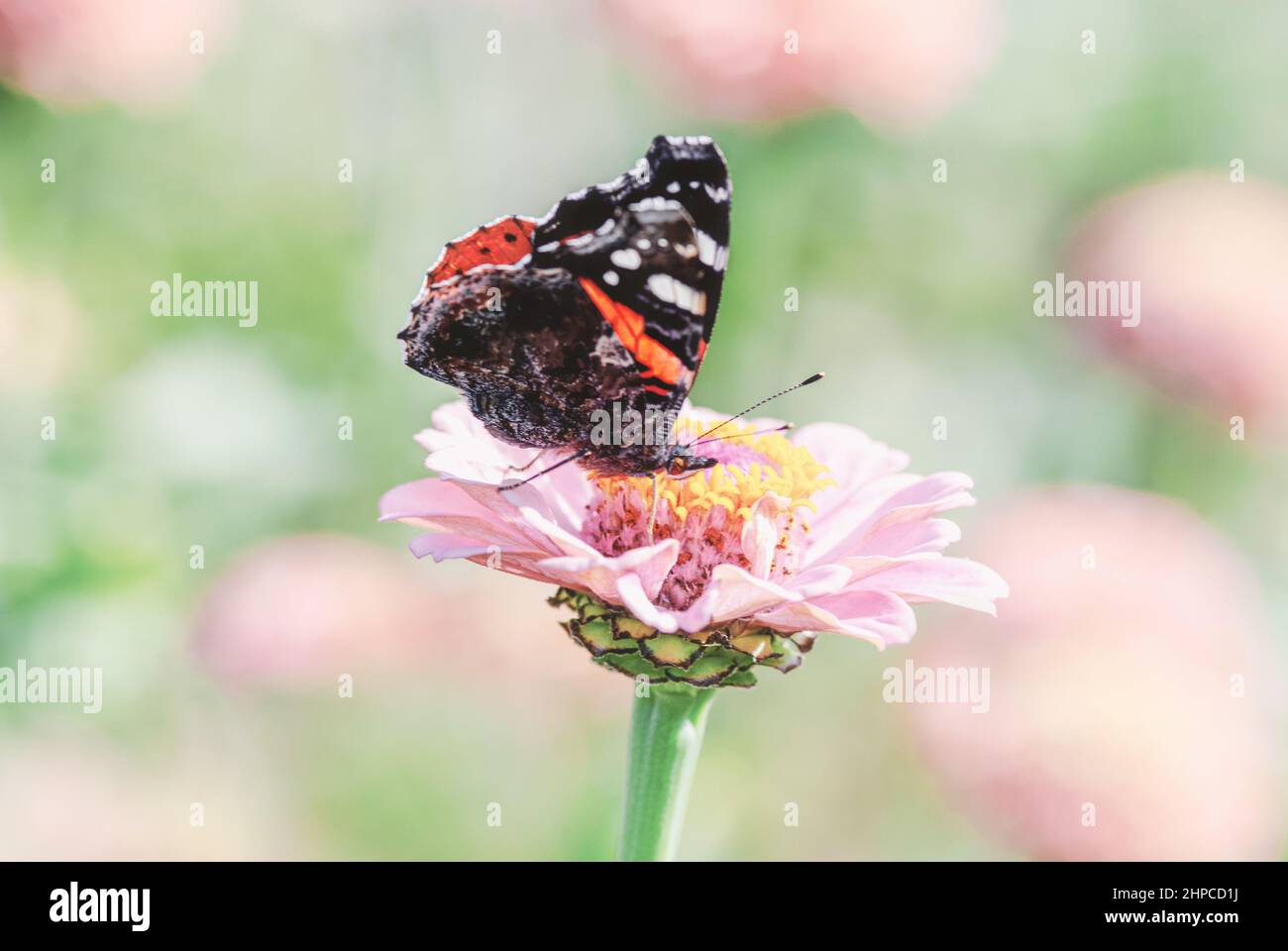 Vanessa atalanta Schmetterling auf rosa Zinnia Blume Stockfoto