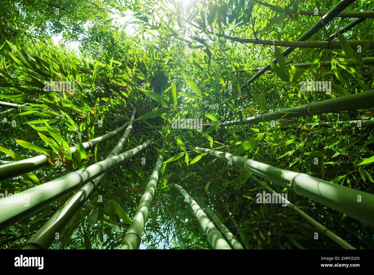 Grüne Bambuspflanzen im Morgensonnenlicht Stockfoto