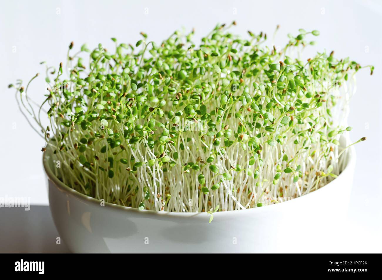 Rote Kleeblatt-Microgreens in einer weißen Schale, Nahaufnahme, Vorderansicht. Sämlinge und frische Sprossen von Trifolium pratense. Grüne Triebe und junge Pflanzen. Stockfoto