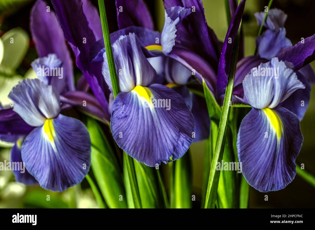 Heller Hintergrund blühender purpurner Iris mit gelben Zentren von Spuria-Arten mit lanzettlich gefärbten Blättern und Knospen Stockfoto