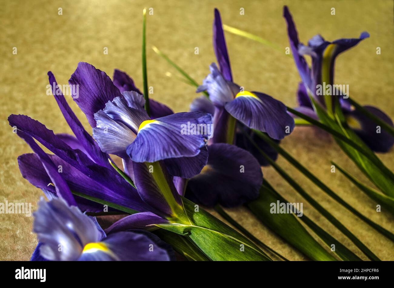 Violett mit Gelb in der Mitte liegen die Iris der Spuria-Arten mit lanzettlich gefärbten Blättern schräg auf dem Tisch Stockfoto