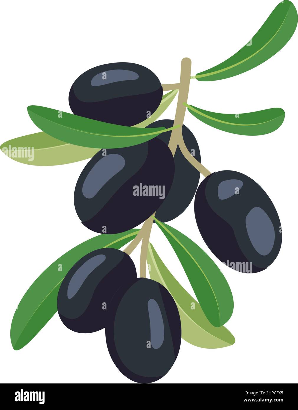 Zweig der schwarzen Oliven mit Früchten und Blättern. Traditionelle griechische Küche. Vektorgrafik flach Stock Vektor