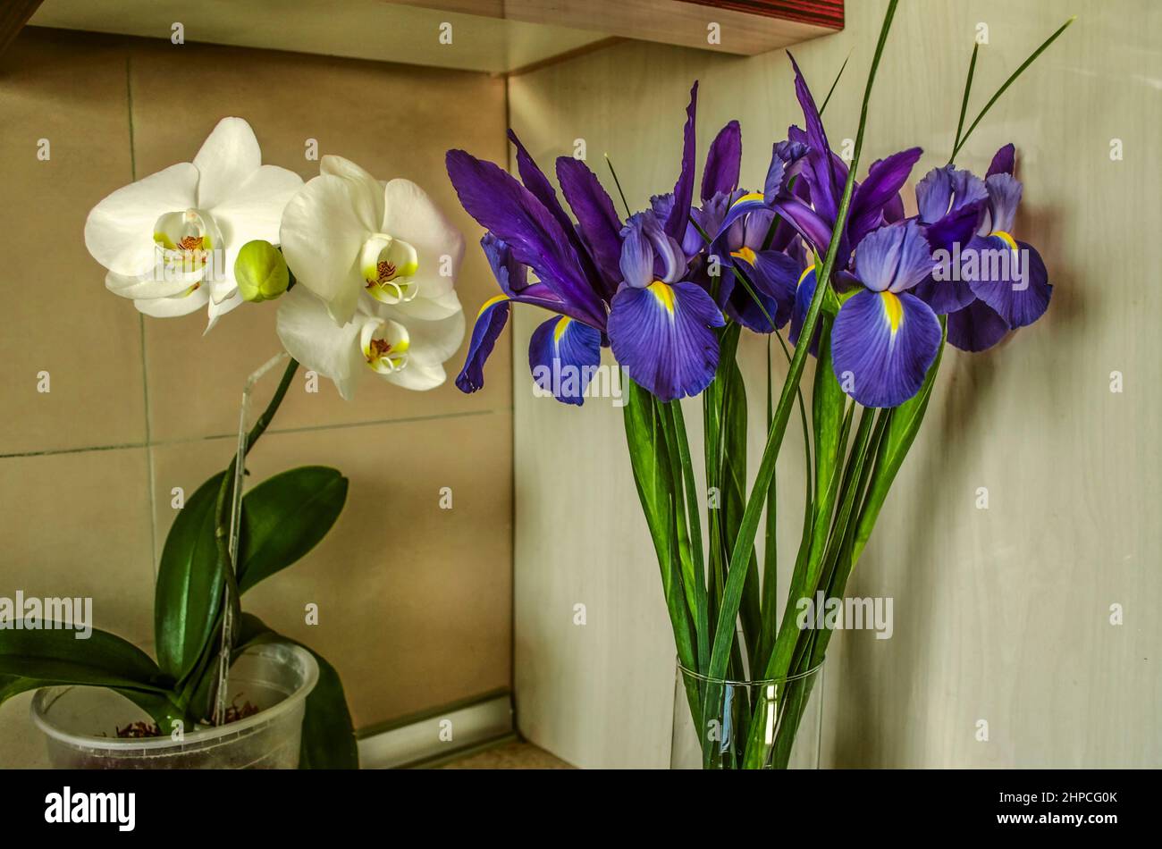 In der Ecke auf dem Küchentisch befinden sich ein Strauß von Purpur mit gelben Zentren von Iris in einer Glaskolbe und ein Topf mit blühenden großen weißen Orchideen. Stockfoto
