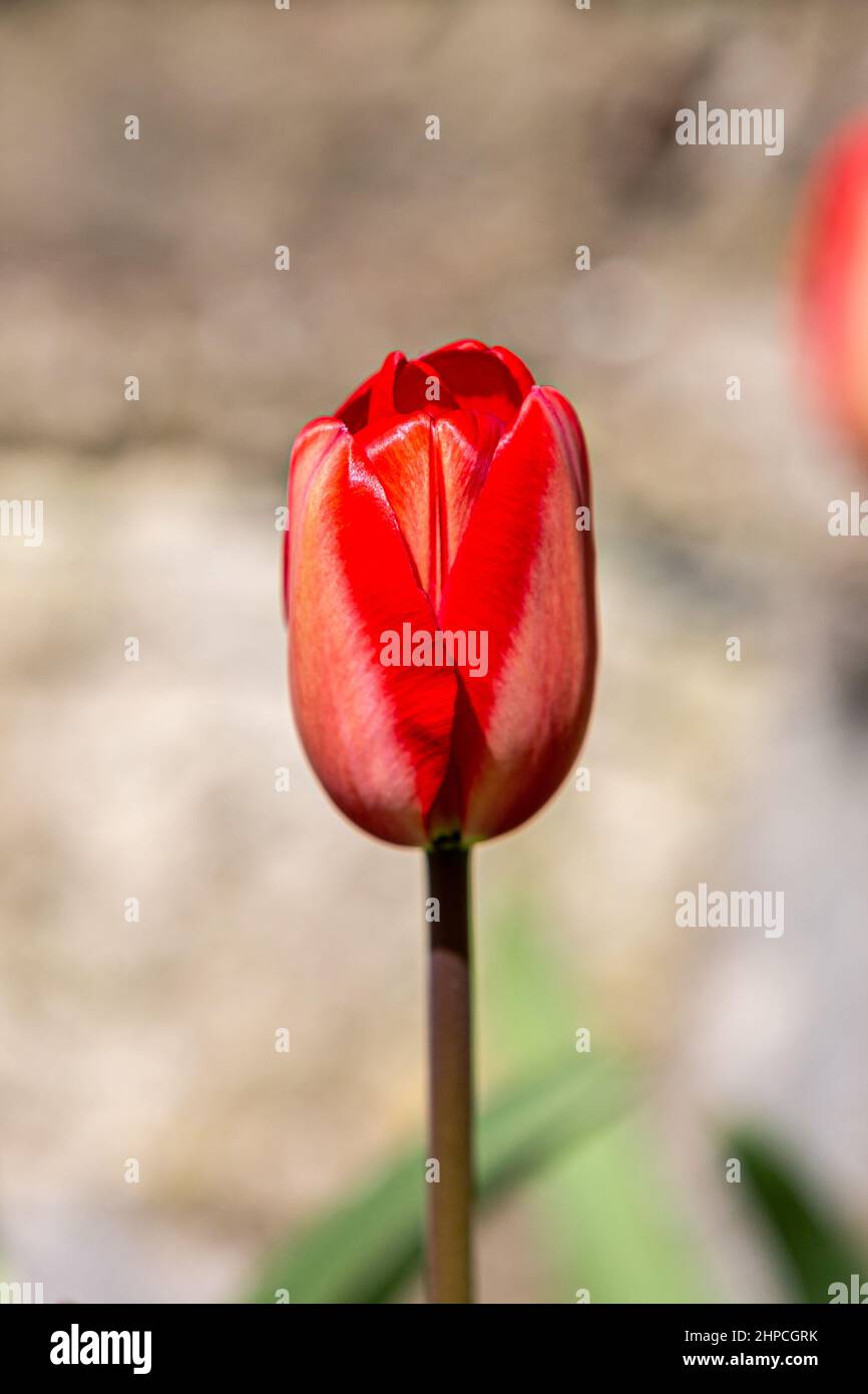 Eine rote Tulpe im Frühlingssound Stockfoto